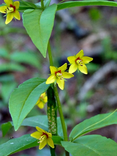 {Lysimachia quadrifolia}